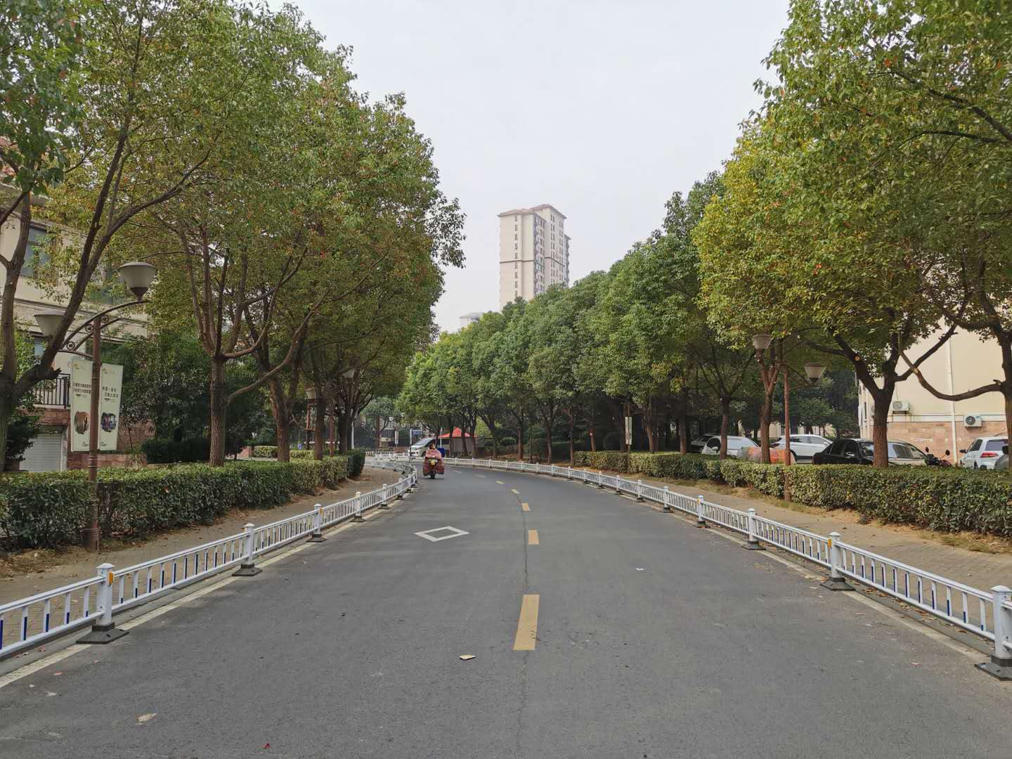 Dijing City Launched the Pruning Activity of Camphor Trees